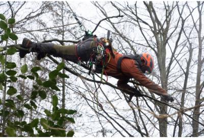 Silky, Håndsav, Zübat Ultimate 330/ 7.5-6.5