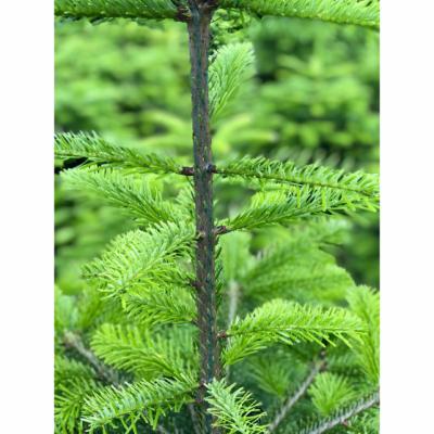 Easy Roller, rød farvepakning 100 ml,  + engangssprøjte