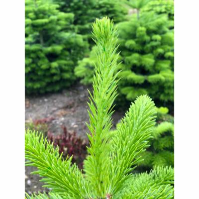 Easy Roller, rød farvepakning 100 ml,  + engangssprøjte