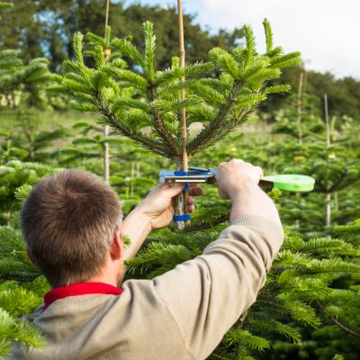 Bambus, 60 cm, Ø8-10 mm (målt i den tykke ende), 500 stk/pak