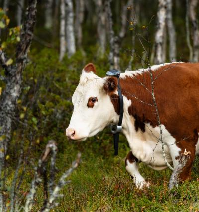Halsbånd til Kreatur. Monil