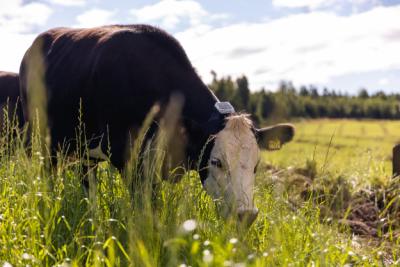 Halsbånd til Kreatur. Monil