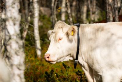 Halsbånd til Kreatur. Monil