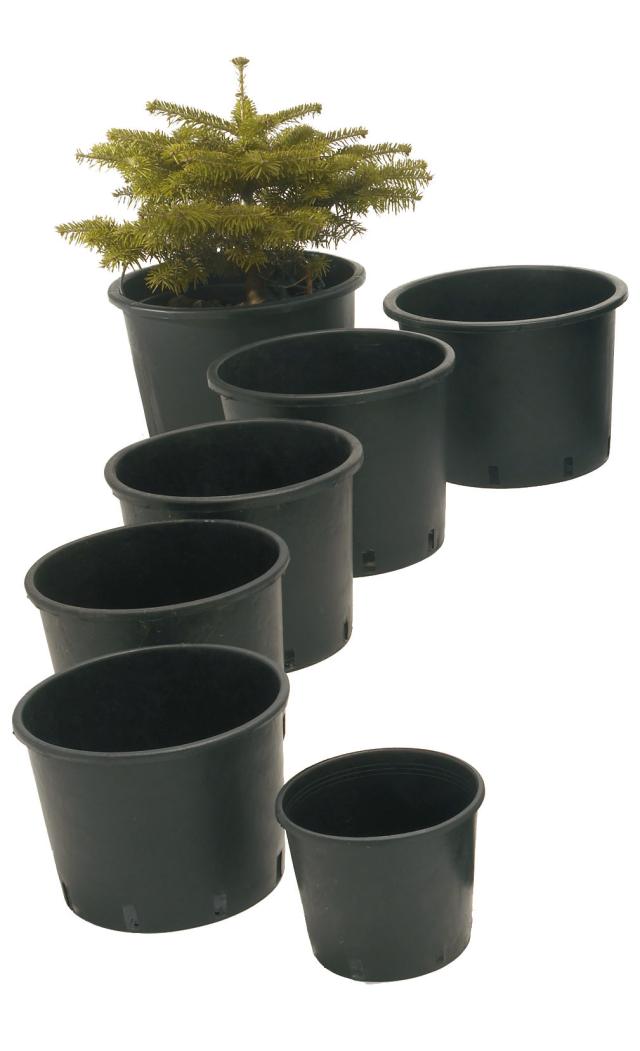 Juletræspotte, sort, Hovednr.