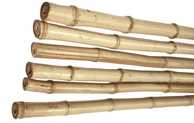 Bambus, 180 cm, Ø18-20 mm (målt i den tykke ende), 100 stk/p