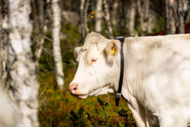 Halsbånd til Kreatur. Monil