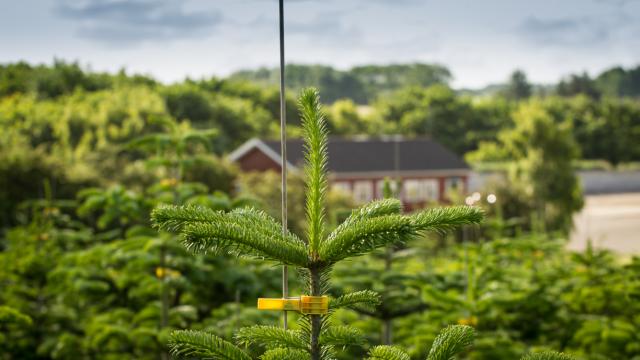 FAQ om topskudsregulering af juletræer
